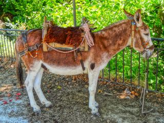 Donkey treks in Lesvos